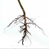 tree root