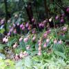 pink lady slipper flowers