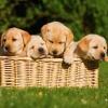 puppies in a basket