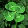 Lucky four-leaf clover