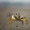 Crab on the beach, photo by Felipe Portella