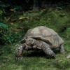 Tortoise walking slowly through grass, photo by Luca Ambrosi