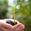 Hands nurturing a plant