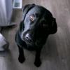 Large black dog sitting and listening