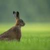 Rabbit with its ears up, photo by Vincent van Zalinge