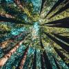 Looking upward at trees in a forest