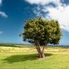 Tree on a green landscape