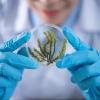 Scientist holding up a slide with a plant on it to examine it